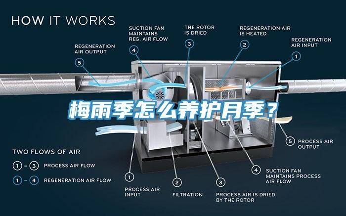 梅雨季怎么養(yǎng)護月季？