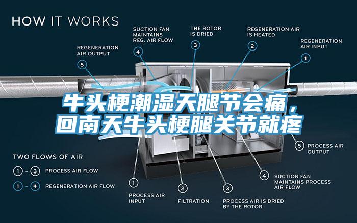 牛頭梗潮濕天腿節(jié)會(huì)痛，回南天牛頭梗腿關(guān)節(jié)就疼